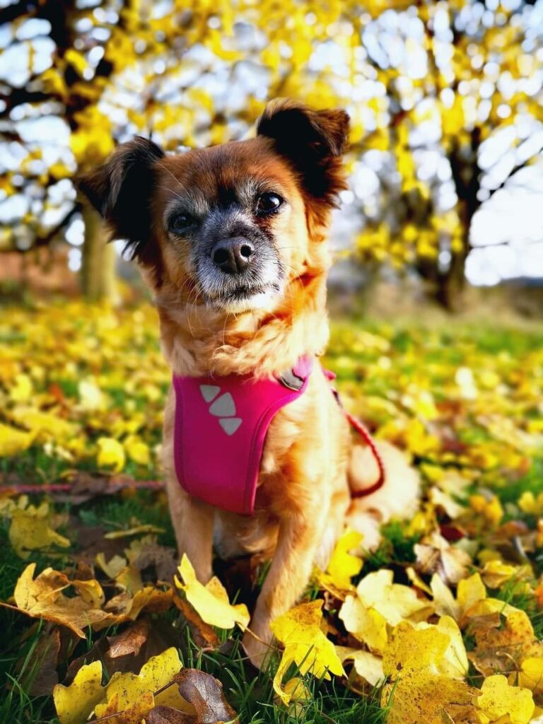 Hvilken jakke er bedst til hunde?Dét skal du vide for at finde den perfekte hundejakke til din hund