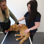 Hundemassage undervisning i klinikken