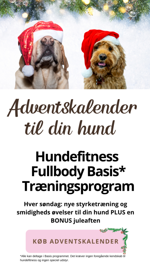 Hundefitness julekalender til hunde