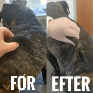 hundemassage