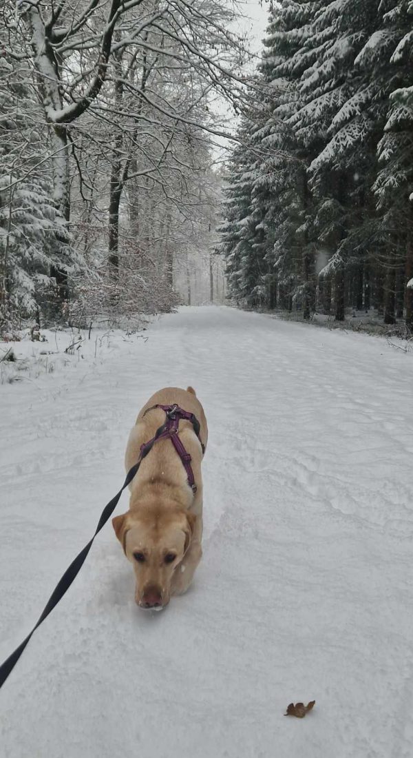 Potevoks til hunde